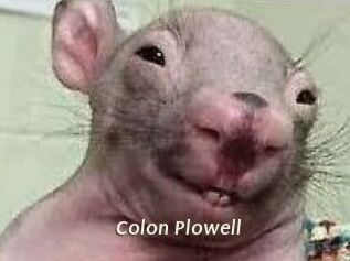 Colon_Plowell