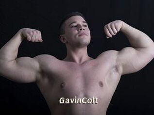 GavinColt