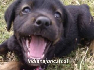 Indianajonestest