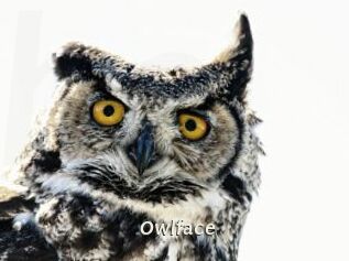 Owlface