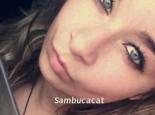 Sambucacat