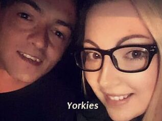 Yorkies
